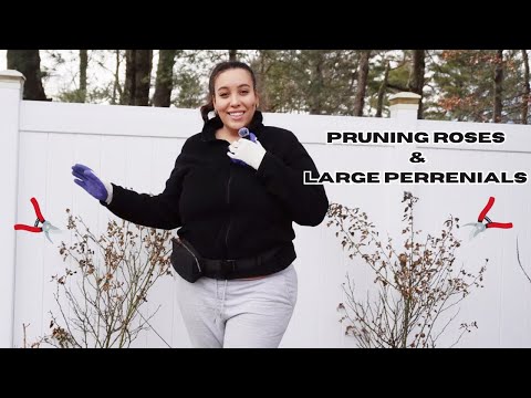 HOW TO PRUNE ROSES AND PERRENIALS | GARDENOFGENI 🌹🌹✂️✂️