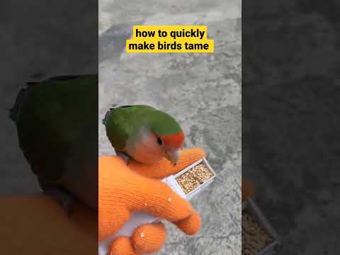 2 Minggu burung Lovebird bisa langsung free fly,koq bisa?