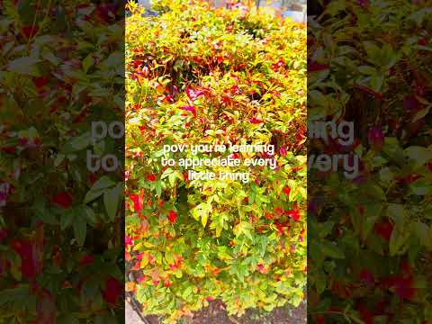 watch how your life can transform when you focus on gratitude 🌱🌷