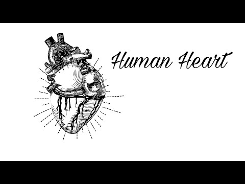 Human Heart/Full info in English