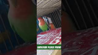 lovebirds #wildlife #lovebird #birdslover #lovebirdmania #swt #inzioribrahim #shaharmeindehat #lut