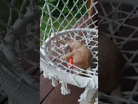 meow-thly upload no9
