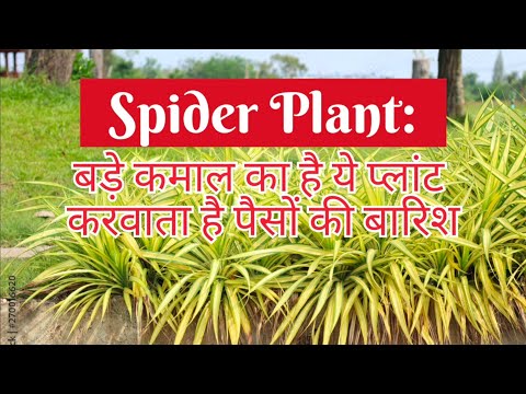 spider plant के वास्तु शास्त्र के अनुसार फायदे |स्पाइडर प्लांट को घर पर लगाने के कई सरे फायदे |