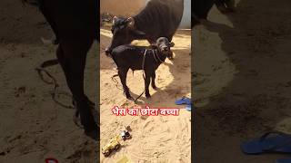 भैंस का बच्चा / baffalobachcha / #bhesh / tradingvideo