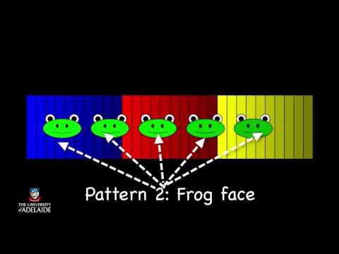 Code101x: The Frog Invasion