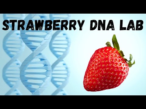 Strawberry DNA Lab - Easily Extract the DNA from a Strawberry!