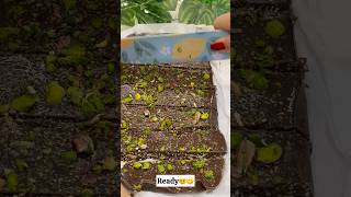 Healthy bars for weightloss😍😋#recipe #love #food #cooking #kanpurfood #kanpur #viralvideo #shorts