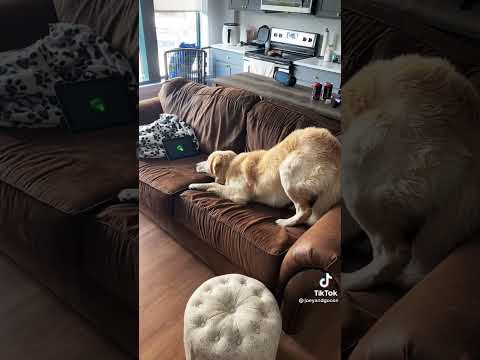 Very Funny Video Kitten and dog watching tv  #funnykittens #funnydogs #tiktoktrend #tiktok #shorts