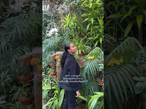 The Butterfly Exhibit at Meijer Gardens 🦋 #meijergardens #butterfly #butterflies #butterflyshorts