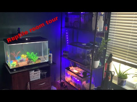 Reptile Room Tour 2021