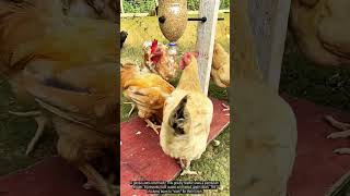 Smart DIY Chicken Feeder: Zero-Cost & Automatic