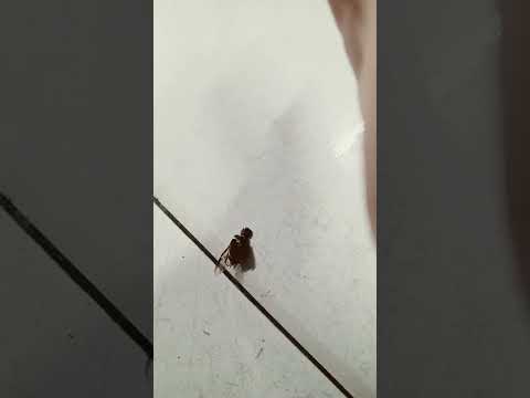 i just killed a raoch