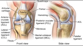 Disarticulation at knee CPT code - simplify medical coding