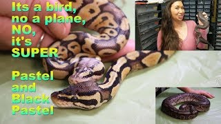 Pastel vs. Black Pastel Ball Python, Whats The Difference with DTG