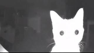 Cat get flashbang #cat #catmemes