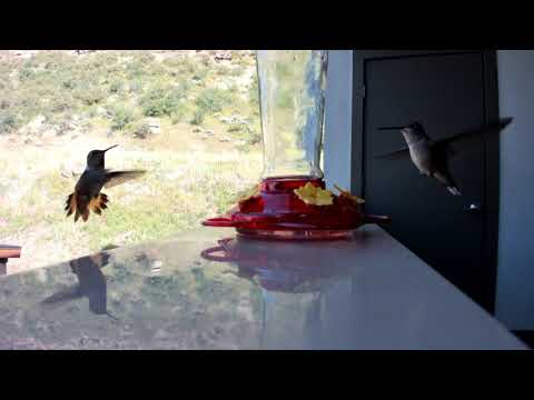Morning Humming Birds in Vail