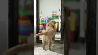 Dog #dog #funny #cute #dogs #shortvideo #shorts  #pets #puppy #cutedog #love #petlover