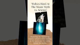 Why Do Wolves Howl at the Moon? Myth vs  Science Explained.  #historiscihub #facts #wildlife #space