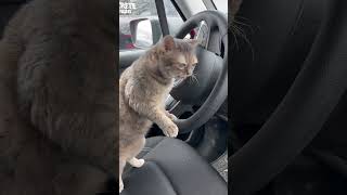 Very cool! #cat #entertaininganimals #funnycat #funnyanimal #funnypet #catfunny