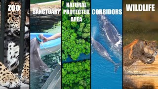 Which Is Best for Animals?