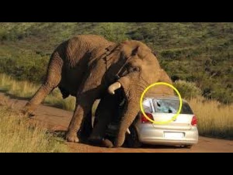 Elephant chases vehicle - Viral Videos