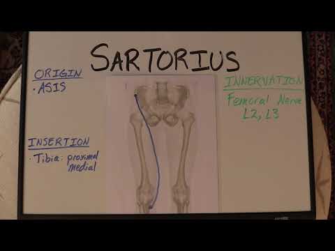 Sartorius