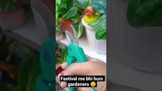 fastival me bhi hum gardeners 😉 #love #terracegardenindia #gardening #daliyroutine