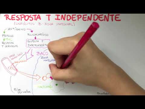 Imunologia- Resposta T independente (linfócitos B)