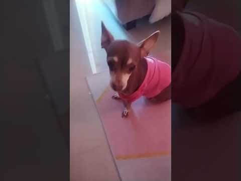 #suzy #dog #chihuahua #cute