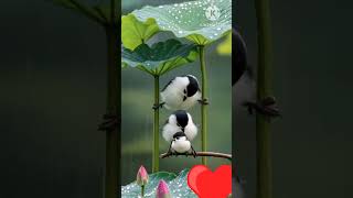 viral intartenmen#nature #shortvideo #shorts