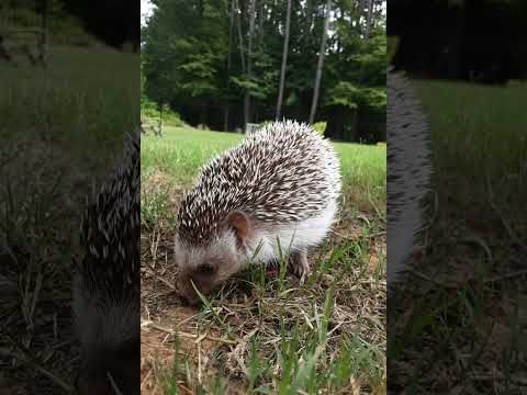 Hedgehog Moments part 40 #foryou #hedgehog #cuteanimals #cute #animals #cat