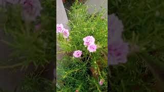 old is gold#my garden#daliyroutine #flowers
