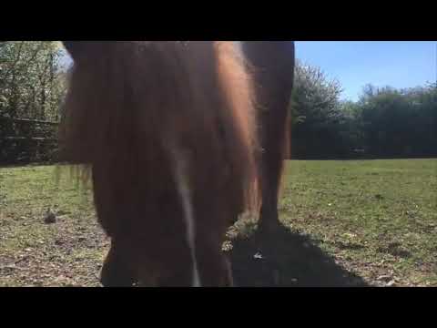 Free kisses at Trent Park Equestrian Centre