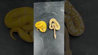 Two of my favorite Albino Combos I’ve ever hatched!