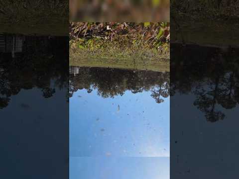 💥 DJI FPV Power loop Fail .. #DJI #fpvdrone