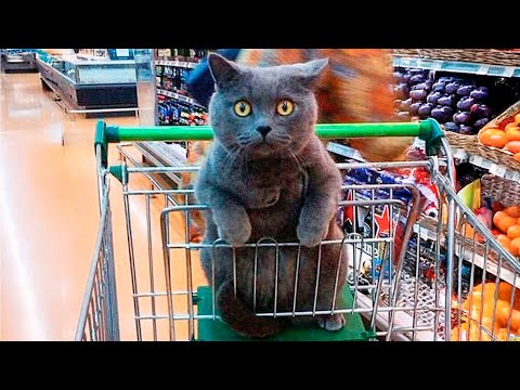 Funny Animals On Shopping: Black Friday 🛒🐱