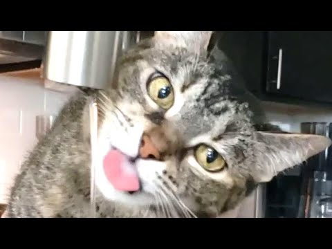 drinking. and water. a tribute to tazvanna whitebeard the cat