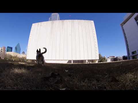 Bouncing Yarnbi's ball of JFK's memorial monument in Dallas Dealey Plaza (JRT/Blue Heeler mixed dog)
