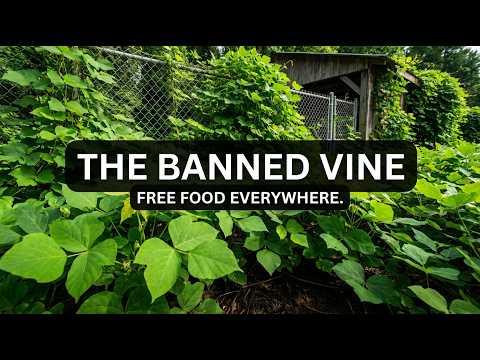 Grown for 4,000 Years. Banned in 1960. This Vine Grows Free on Any Fence.