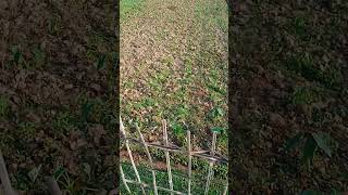 #my#vegetabe#short#viralvideo #foryou #shortsfeed #wretle chatter@TecHBARMON