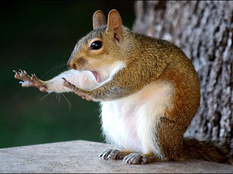 Comedy Wildlife Photography Part 2