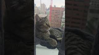 #catgram #kitty #cattok #cute #cat #catsoftiktok #catsofyoutube