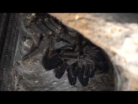 Xenesthis sp. blue „Pluma“ Häutung Zeitraffer / Molting timelapse
