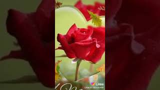 Mohan. Ma
