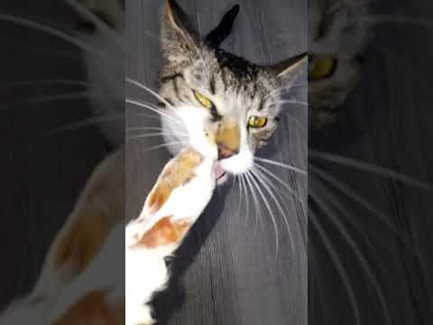 my best cat johann!🥺😖