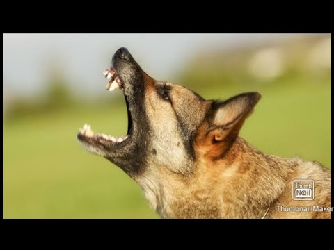 German shepherd dog attacks stranger