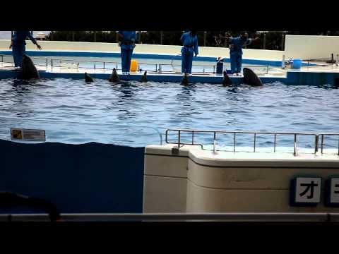 Okinawa Aquarium - Okichan Theater