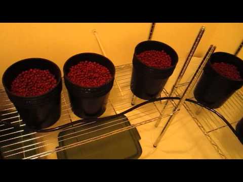 Veg Room Build w/Medicropper genetics