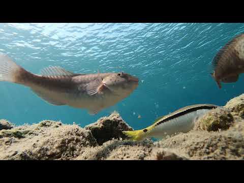 Sleep with the parrotfishes
