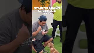 #dogsofyoutube #dogsindubai #dogfriendlydubai #dogtraining #dogshorts #petfriendlydubai #dogdaycare